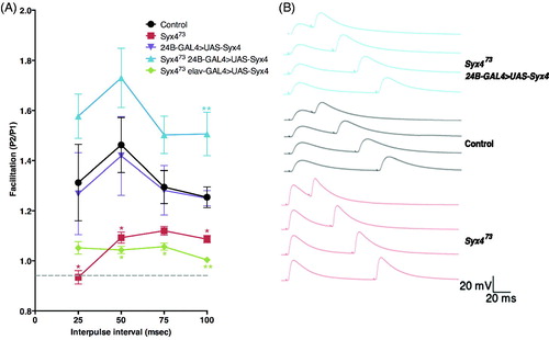 Figure 2. Syntaxin 4 regulates paired pulse facilitation. (A) Mean (±SEM) paired pulse ratio (the second response, P2, divided by the first response, P1) at interpulse intervals of 25, 50, 75, and 100 ms for the indicated genotypes. Recordings were performed in 0.2 mM Ca2+ in HL3.1 saline. (B) Representative traces of paired pulse facilitation. With a 100 ms interpulse interval, resting membrane potential returned to baseline before the second stimulus. Thus, the 100 ms data were used for subsequent analysis and interpretation of PPF values across genotypes.