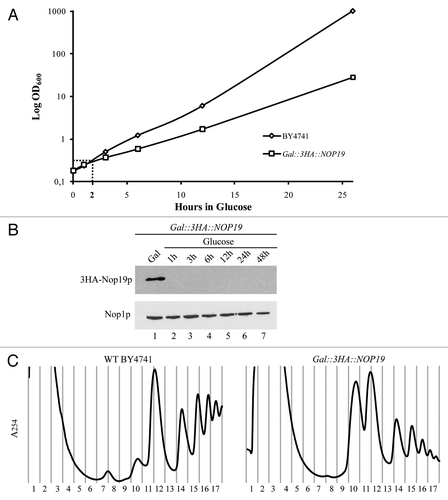 Figure 3 Nop19p depletion affects 40S ribosomal subunit accumulation in yeast cells. (A) Growth rate of wild-type and Gal::3HA::NOP19 strains following a transfer from permissive galactose medium to glucose medium for the times indicated. Cells were maintained in exponential growth throughout the time course by dilution into pre-warmed medium. (B) Western-blot analysis of 3HA-Nop19p depletion. Total proteins were extracted at the times indicated and analyzed by western blot. Accumulation of 3HA-Nop19p and Nop1p was respectively detected using anti-HA and Nop1p-specific antibodies. (C) Ribosome profiles in Nop19p-depleted cells. Gal::3HA::NOP19 and WT BY4741 strains were grown up to 0.6 (OD600) on galactose medium and shifted to glucose for 6 h. Total cell extracts were prepared and centrifuges through 4.5% to 45% sucrose gradients and 17 fractions were collected. The A254 absorbance profile is presented.