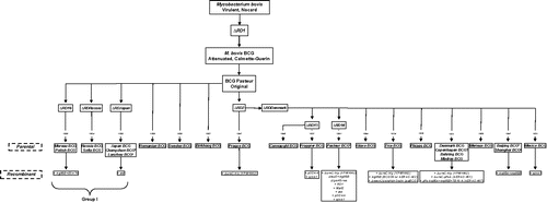 Figure 1. Main features of all BCG vaccine substrains. Footnote: Common names: a. China; b. Actual. Note: Related names and culture cycles (no. passages, if any) of the BCG vaccine substrains: Moreau or Brazil; Polish or Poland; Russia or Moscow (3522); Sofia or Bulgaria (222); Japan or Tokyo (172); Romanian or Romania (192); Sweden or Gothenburg; Prague or Czech (725); Connaught or Toronto; Frappier or Montreal; Glaxo or London (1077); Tice or Chicago; Phipps or Philadelphia; Denmark/Copenhagen (?) or Danish (1331); Madras or India (809).