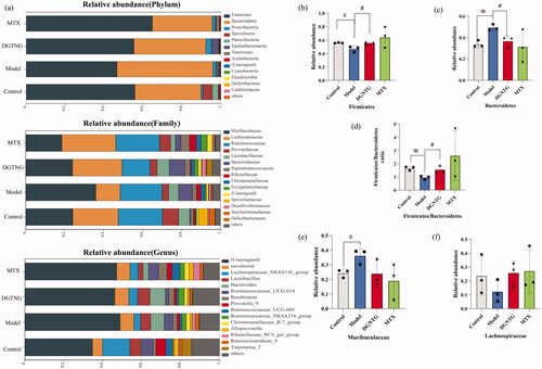 Figure 6. Relative abundance of the gut microbiota structure at the phylum, family and genus levels. The relative abundance of gut microbiota at the phylum, family and genus levels (a). The relative abundance of different bacterials at the phylum and family level (b–f). Data are presented as the means ± SD. n = 3. *p < 0.05 and **p < 0.01 vs. control group, #p < 0.05 and ##p < 0.01 vs. model group.