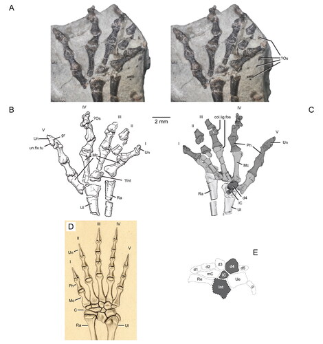 Figure 23. Distal radius and ulna, carpus and manus of the holotype specimen (USNM PAL 722041, ‘hand block’) of Opisthiamimus gregori gen. et sp. nov. (A–C) and Sphenodon punctatus (D, E). A, extended depth of field stereophotopair of the right distal forearm, carpus and manus in ventral (palmar) view; B, interpretive camera lucida drawing for A; C, virtual three-dimensional rendering of the right distal forearm, carpus and manus in dorsal view; D, left distal forearm, carpus and manus (reflected for ease of comparison) in dorsal view; E, carpus based on S. punctatus in D showing which elements are likely preserved in O. gregori (dark grey). The solid lines represent the carpals that most likely are present; the thick dashed line represents the presence only tentatively. The illustration in D is from an original, unpublished inkwash and pencil drawing made for O. C. Marsh in March, 1886 (artist unknown), and housed in the Department of Paleobiology collections at the NMNH. Abbreviations: C, carpus; col.lig.fos, collateral ligament fossa; d1–d5, distal carpals one to five; gr, groove; I–V, digits one to five; ?Int, possible intermedium; lC, lateral centrale; mC, medial centrale; Mc, metacarpal; ?Os, possible osteoderm; P, pisiform; Ph, phalanx; Ra, radius; Re, radiale; Ue, ulnare; Ul, ulna; Un, ungual; un.flx.tu, flexor tubercle of the ungual.