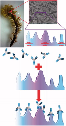 Figure 4. Schematic presentation for the adsorption of IgG onto S. papillosissima.