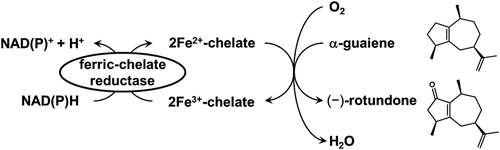 Figure 1. Catalytic synthesis of odor sesquiterpenoid, (−)-rotundone, using non-heme Fe2+-chelate catalyst and ferric-chelate reductase.