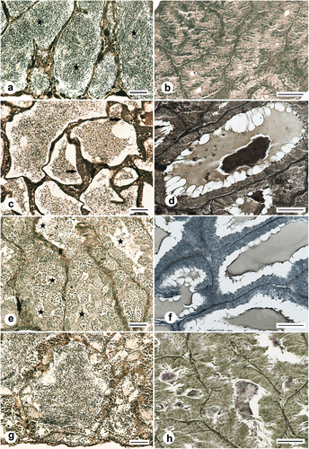 Figure 10. Histology of the testes of the Chinese sleeper (Perccottus glenii) male inhabiting the Wilanówka River, Poland. (a): testis in late maturation class, gonad with finalized spermatogenesis, lobules filled with spermatozoa (asterisk), November; (b): testicular gland, lobules were collapsed and contained no or little secretion, November; (c): testis in late maturation class in spawning time, seminiferous lobules filled with spermatozoa, the lobule wall contains multiplying type B spermatogonia (arrow), mid-May; (d): testicular gland during spawning time, lobules filled with a large amount of secretion of light and dark color, mid-May; (e): testis in early maturation class with continuous germinal epithelium, all type of spermatogenic cells are visible in the gonad, first spermatozoa are formed. It is difficult to distinguish the sperm from the current spawning from the newly formed sperm (asterisk), June; (f): testicular gland containing lobules filled with a variable amounts of secretion, June; (g): testis in early maturation class with continuous germinal epithelium, the lobules lumen is filled with spermatozoa, by the lobule wall numerous cysts with maturing cell occurred, September; (h): testicular gland lobules filled with a small amount of secretion, September. Heidenhain’s iron hematoxylin staining. Scale bar 50 μm.