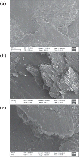 Figure 4. SEM images of worn surfaces. (a) Neat polyester specimen. (b) Untreated fibre reinforced surface. (c) Acetylated fibre reinforced surface.