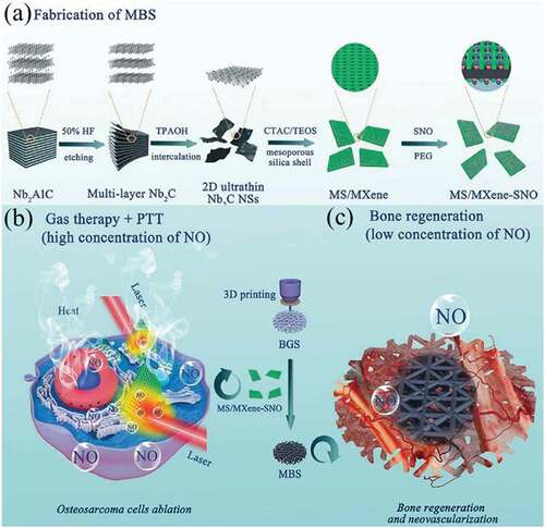 Figure 10. (a) Preparation scheme of multifunctional mesoporous silica/MXene-SNO (MBS). (b) Combination of PTT and gas therapy for cancer therapy. (c) Promotion of bone regeneration in composite scaffolds with a low concentration of NO (c). Reproduced with permission [Citation167]