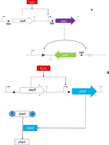 Figure 2. OxyR is used as a specific hydrogen peroxide sensor in genetic circuits (A) Genetic comparator circuit built using an OxyR part. In this circuit, OxyR activation by hydrogen peroxide results in the expression of the recombinase Bxb1 which recognizes a computationally designed ribosome binding site (RBS). Recombination of these sites leads to GFP expression [Citation165]. By adjusting the ribosome binding sequences, promoter (↱) and terminator (Т) sequences, the GFP-output of this part could be varied. In (B), OxyR was used to induce the transcription of the CheZ phosphatase which dephosphorylated CheY which subsequently reduced E. coli tumbling [Citation166].