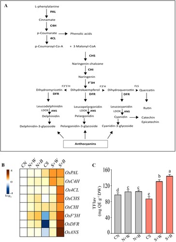 Figure 8. Gene expression analysis of the flavonoid structural genes in control and AN-biostimulant treated rice plants under the non-stress and salinity stress conditions. (A) The flavonoid biosynthesis branch of the phenylpropanoid pathway. The transcripts of flavonoid structural genes highlighted with bold text have been confirmed in this study. (B) Heatmap analysis of the eight core flavonoids structural genes viz. PAL, C4H, 4CL, CHS, CHS, CHI, DFR, and ANS. (C) The total flavonoids (TFlav) content in control and treatment groups. The data is representative of three independent experiments. Data presented are the means ± SE (n = 4) and the significant difference between the means calculated at p ≤ 0.05 using the LSD test.