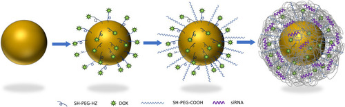 Figure 1 Schematic representation of nanocomplex.