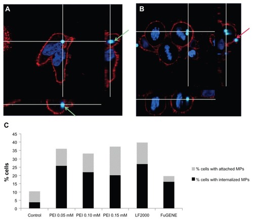 Figure 5 CSLM analyses of microparticle location. (A and B) CSLM-obtained images (middle) and their orthogonal projections of the z-stack reconstructions (right and bottom) of consecutive focal planes (0,5 μm each). (C) Percentage of cells in contact with microparticles, either attached or internalized, analyzed by CSLM.Notes: Green arrows indicate a microparticle located inside the cell, clearly surrounded by the plasma membrane. The red arrow points to a microparticle attached to the plasma membrane but outside the cell. Plasma membrane appears in red (WGA-Texas Red® Staining) and chromatin in blue (Hoescht 33258).Abbreviations: CSLM, confocal scanning laser microscopy; PEI, polyethyleneimine; LF, Lipofectamine™.