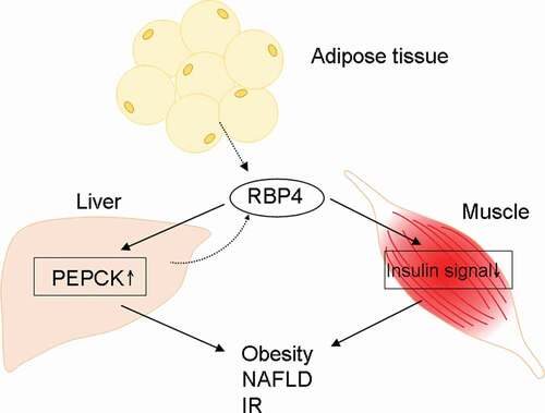 Figure 1. A schematic flow chart of the pathways affected by RBP4. PEPCK: phosphoenolpyruvate carboxykinase; NAFLD: nonalcoholic fatty liver disease. Solid line: promotion; dashed line: secretion. IR: insulin resistance