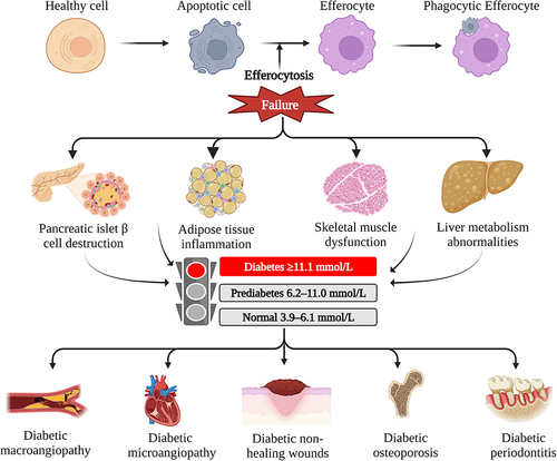 Figure 2 Efferocytosis failure leads to T2DM and its complications. Efferocytes have the function of clearing ACs in a non-inflammatory manner through what is called efferocytosis. Effective efferocytosis depends on the complex regulation of several processes, including recruitment, recognition, engulfment, and degradation. Defective efferocytosis triggers pancreatic islet β cell destruction, adipose tissue inflammation, skeletal muscle dysfunction, and liver metabolism abnormalities, all of which contribute to the occurrence of T2DM and complications, including diabetic macroangiopathy, diabetic microangiopathy, diabetic non-healing wounds, diabetic osteoporosis and diabetic periodontitis. Created with BioRender.com.