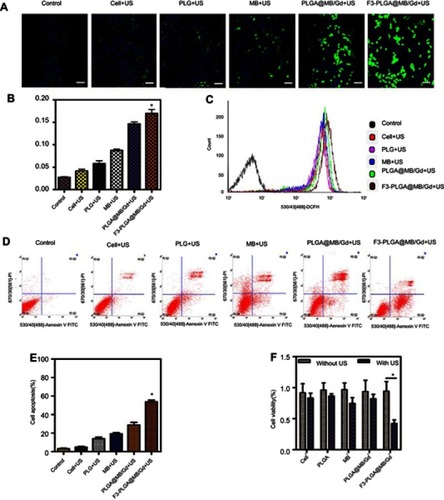 Figure 3 (A) CLSM images of intracellular ROS under US wave irradiation (0.5W, 30s) in various groups. Scale bar: 50 μm. (B) Quantitative analysis of CLSM images (*P<0.05). (C) Measurement of ROS in MDA-MB-231 cells of various groups with DCFH-DA staining by using flow cytometry under the US irradiation (0.5 W, 30s). (D) Apoptosis detection by flow cytometry in various groups. (E) Quantitative analysis of apoptosis as determined by FCM (*P<0.05). (F) Cell viabilities as measured by the CCK-8 assay (*P<0.05).Abbreviations:  CLSM, confocal laser scanning microscope; ROS, reactive oxygen species; US, ultrasound; FCM, flow cytometry.