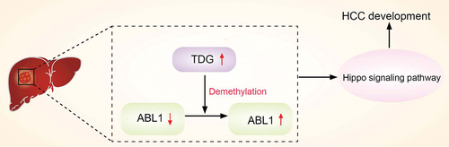 Figure 10. Schematic illustration of TDG promotes HCC development by regulating ABL1, which further inhibits Hippo signaling pathway.