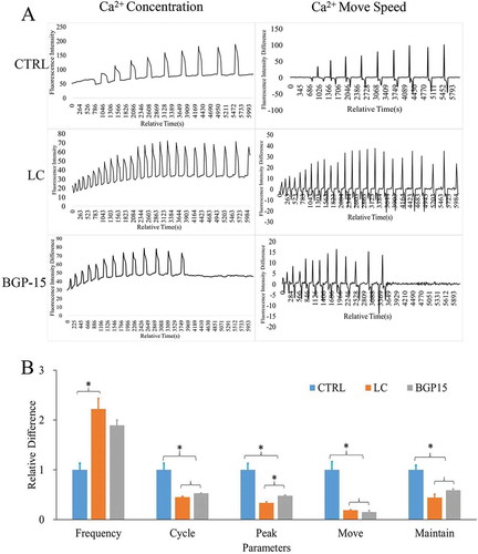 Figure 5. L-carnitine (LC) and BGP-15 affected [Ca2+]i oscillation in parthenogenetic oocytes. (a) Influence of 0.75 mg/ml LC and 30μM BGP-15 on [Ca2+]i oscillation patterns. (b) Relative [Ca2+]i oscillation parameters. [Ca2+]i oscillations of LC-treated oocytes showed significantly faster frequency, shorter cycle, a longer maintaining period and a shorter fluorescence rest. However, after earlier similar patterns, [Ca2+]i oscillations induced by BGP-15 treatment ceased and the peak decreased. * indicated significant difference (P < 0.05) .