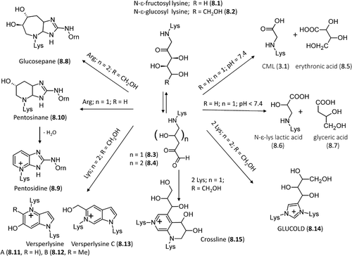 Figure 8. Major pathways for the formation in vivo of the AGEs deriving from direct rearrangement of the Amadori products.