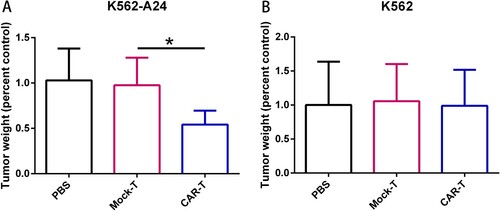 Figure 4. Adoptive transfer of WT1-specific CAR-T cells suppressed tumor growth in an antigen-specific manner. (A) Tumor weights in NCG mice (n=4) transferred with PBS, CAR-T cells or Mock-T cells. NCG mice were inoculated s.c. with K562 and K562-A24 (3×106 cells). Four days following tumor inoculation, mice received two doses of 5 million CAR-T cells, Mock-T cells or PBS. 18 d later mice were sacrificed and the tumors were excised weighted. Error bars represent SD of the mean. *P < 0.05. s.c., subcutaneous.