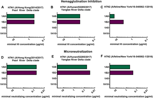Fig. 2 In vitro activity of mAbs in hemagglutination inhibition and microneutralization assays.Minimal hemagglutination inhibition concentrations of mAbs 1A8, 1B2, 1H5, and 1H10 in µg/mL against reassortant viruses. a A/Hong Kong/2014/2017 H7N1, (b) A/Hunan/02285/2017 H7N1, and (c) A/feline/New York/16-040082/2016 H7N2. Minimal neutralizing concentrations of mAbs 1A8, 1B2, 1H5, and 1H10 against the same viruses (d–f)
