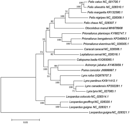 Figure 1. Maximum likelihood tree based on 21 complete mitochondrial genome sequences of Felinae with Leopardus guigna as an outgroup. Alphanumeric terms indicate the GenBank accession numbers.