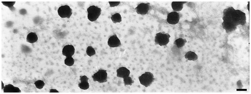 Figure 4. TEM of CUR micelles (38 000×, the scale bar is 100 nm).