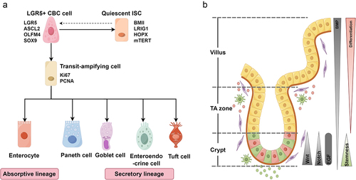 Figure 1. ISCs and differentiated progeny in the small intestine. (a) Active ISCs feed daughter cells into the transit-amplifying compartment, and TA cells differentiate into mature intestinal epithelial cells, including absorptive and secretory cells. Quiescent ISCs can be converted to active ISCs to promote intestinal epithelial repair. (b) Villus-crypt axis structure of the small intestine. Intensity gradient of the four crucial signaling pathways for ISC maintenance along the villus-crypt axis. This figure was drawn using online Figdraw software (https://www.figdraw.com/#/).