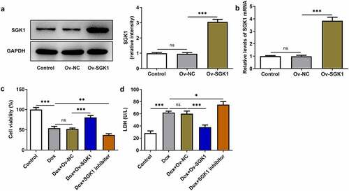 Figure 2. Upregulation of SGK1 alleviated doxorubicin-induced cardiotoxic injury. (a) H9c2 cells were transfected with Ov-SGK1 or Ov-NC. Western blot assay for determination of SGK1 protein expression in H9c2 cells. (b) H9c2 cells were transfected with Ov-SGK1 or Ov-NC. RT-qPCR for determination of SGK1 mRNA level in H9c2 cells. (c) Doxorubicin-treated H9c2 cells were transfected with Ov-SGK1 or treated with the specific SGK1 inhibitor EMD638683. CCK-8 assay for determination of the viability of H9c2 cells. (d) Doxorubicin-treated H9c2 cells were transfected with Ov-SGK1 or treated with the specific SGK1 inhibitor EMD638683. LDH assay kit for determination of the production of intracellular LDH. * p < 0.05, ** p < 0.01, *** p < 0.001.