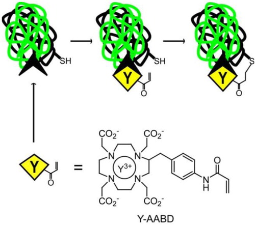 Figure 7. The Irreversible binding of anti-metal chelate antibody–ligand complex by a permanent covalent bond. The small metal–chelate complex (Y-AABD) was designed to have a weak electrophile (acrylamide) that selectively reacts to an engineered nucleophilic cysteine residue in a 2D12.5 antibody. The mutual reactivities of the acrylamide group and cysteine are significantly enhanced as the effective local concentration increased due to the high affinity binding interaction, yielding a permanent covalent bond between the engineered antibody and Y-AABD (Corneillie et al., Citation2006).