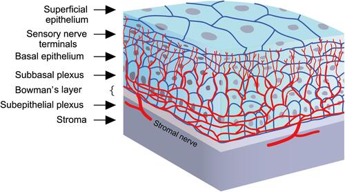 Figure 2 Corneal nerves distribution: Nerve fibers penetrate the corneal periphery at the limbus and approach toward the central cornea at the level of the anterior stroma while penetrating the Bowman’s membrane to create the sub-basal nerve plexus, at the level of the basal epithelial cells and basement membrane of the epithelium. Terminal branches from the sub-basal plexus pass anteriorly into the epithelial cell layers, terminating within or in between epithelial cells.