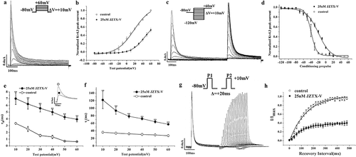 Figure 4. The effects of JZTX-V on activation, inactivation and recovery kinetics of wild-type Kv4.3 current. (a)Current diagram of steady-state activation. In the absence of JZTX-V, K+ current was elicited by depolarization ranging from −80 mV to +60 mV in +10 mV increments. (b)Steady-state activation curves. It was fitted by the equation: I/Imax = 1/ [1+ exp (V0.5-V)/k], in which V0.5 was half-maximal active potential, k was the slope factor and Imax was the maximal current generated in the absence of JZTX-V and at +60 mV pulse. (c)Current graph of steady-state inactivation. In the absence of JZTX-V, double-currents were evoked by double-pulses including conditioning prepulse ranging from −120 mV to +60 mV and depolarizing pulse at +60 mV. (d) Steady-state inactivation curves. It was fitted by the equation: I/Imax = 1/ [1+ exp -(V0.5-V)/k], in which V0.5 is half-maximal inactive potential, k is the slope factor and Imax is the maximal current evoked by P2. (e) τa in absence and presence of JZTX-V at different potential ranging from +10 mV to +60 mV. The rising phase of the wild-type Kv4.3 current was fitted by the equation: I(t) = I0+ A1[1-exp(-t/τa)], in which τa was the activation time constant (*P < 0.05 or ** P < 0.01 Vs absence of JZTX-V at each potential). The inset shows the effect of JZTX-V at +20 mV. (f) τi in absence and presence of JZTX-V at different potential ranging from +10 mV to +60 mV. The decay phase of the wild-type Kv4.3 current was fitted by the equation: I(t) = I0+ A1exp [-(t-t0)/τi], in which τi was the inactivation time constant (*P < 0.05 or ** P < 0.01 Vs absence of JZTX-V at each potential). (g) Current traces of Kv4.3 recovery from inactivation recorded by the single cell. The HEK293T cell was depolarized by double-pulse (P1 to +10 mV, with holding potential = −80 mV, followed by P2 to +10 mV), while interpulse interval between them was allowed to vary from 0 to 500 ms in 20 ms increments. (h) τr in absence and presence of JZTX-V at different recovery intervals. Peak currents elicited by test pulse(P2) were plotted as a function of time and data points were fitted by equation: I(t) = I0+ A1[1-exp(-t/τr)], in which τr was the recovery time constant. All data(b, d~f, and h) were presented as means ±SD, and came from 6 independent cell experiments.