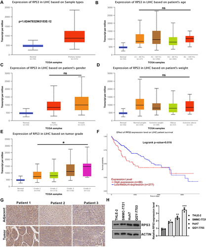 Figure 7 Up-regulated RPS3 in HCC was positively related to tumor grade. (A) TCGA showed the expression of lnc-SNHG5 in liver cancer tissues and the adjacent normal tissues. (B) TCGA showed the expression of RPS3 in different ages in HCC patients. (C) TCGA showed the expression of RPS3 in Male and Female in HCC patients. (D) TCGA showed the expression of lnc-SNHG5 in different weights in HCC patients. (E) TCGA showed the expression of RPS3 in different tumor grades in HCC patients. (F) Kaplan-Meier survival analysis showed high levels of RPS3 predicted poor prognosis in HCC. (G) IHC showed the RPS3 expression level in HCC tissues. (H) Western blot showed the RPS3 expression level in cell lines. *P<0.05; **P<0.01; ***P<0.001.