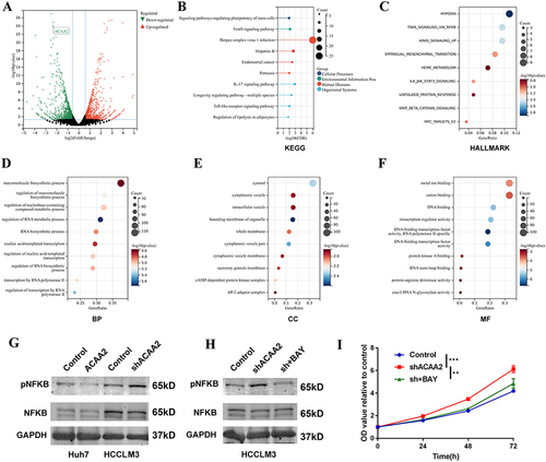 Figure 4 Downregulated ACAA2 facilitated HCC progression via the NF-κB signaling pathway. (A) Volcano plot exhibited the gene expression altered after ACAA2 knockdown; (B) Different expression genes were enriched in KEGG pathways; (C) Different expression genes were enriched in Hallmark pathways; (D–F) Different expression genes were enriched in GO pathway; (G and H) The protein expression of pNKFB and NFKB were examined by Western blot in the indicated cell lines. 7.5µM BAY11-7082 was used to inhibit the NFKB signaling pathway; (I) CCK8 assays was used to determine the proliferation of the indicated cell lines and the value of OD450 was related to control; **p<0.01; ***p<0.001.