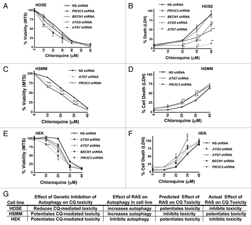 Figure 7. Genetic inhibition of autophagosome formation can potentiate or inhibit CQ- induced toxicity. HOSE (A and B), Immortalized HSMM (C and D) or HEK (E and F) cells were infected with shRNAs targeting PIK3C3, BECN1, ATG5, or ATG7, or a nonsilencing (NS) shRNA control, as indicated. These cells were treated with CQ for 48 h and assayed by MTS viability assay (left panels: A, C, and E) or LDH release cytotoxicity assay (right panels: B, D, and F). (G) Summary of the effects of RAS on autophagy and CQ toxicity are compared with the effect on CQ toxicity after inhibiting autophagosome formation using genetic means. RAS has different effects on autophagic flux and on CQ-sensitivity, but the direction of effect of RAS on autophagy does not predict whether RAS will potentiate or inhibit CQ toxicity. **P < 0.01, *P < 0.05, #P < 0.08, § for all knockdowns, P < 0.025 vs. nonsilencing control, l for all knockdowns except ATG5, P < 0.01 vs. nonsilencing control.