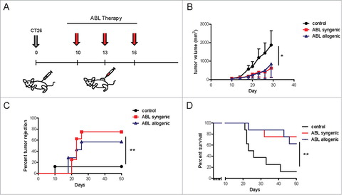 Figure 2. Local intratumoral injection of ABLs as monotherapy in CT26 induces a potent antitumor response. A) Schedule of treatment. Balb/c mice were inoculated subcutaneously with CT26 colon carcinoma cells. Tumor bearing mice were injected intratumorally with syngeneic or allogeneic ABLs at day 10, 13 and 16 after tumor inoculation. B) Tumor growth kinetics was monitor by caliber measurement every other day (8 mice per group). C) Tumor rejection depicted by time and mice in each group (8 mice per group). D) Overall mice survival of the same groups as in C (8 mice per group). The experiments were repeated twice with similar outcomes.