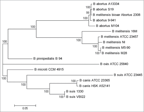 Figure 1. Phylogenetic tree of 18 Brucella strains. The maximum likelihood tree was constructed using SNP data. Almost all nodes received 100% bootstrap support and were labeled on each node.