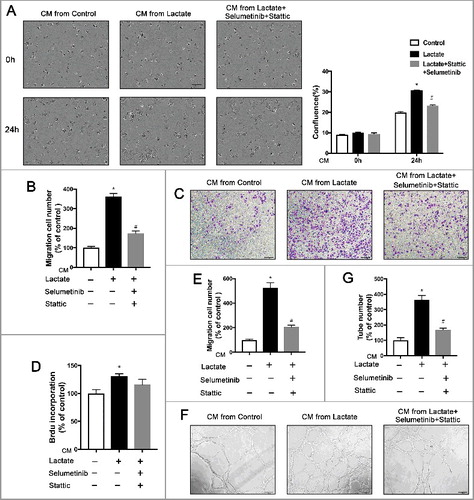 Figure 4. Inhibition of the ERK/STAT3 signaling impedes breast cancer migration and angiogenesis by suppressing Lactate-induced M2 macrophage polarization. (A) MCF7 cells were treated with the conditioned medium (CM) from macrophages which were pretreated with Selumetinib (10 mM) and Stattic (10 mM) for 30 min and then treated with lactate or PBS and monitored by live imaging, Scale bar represents 50 μm. Confluence was quantified and compared with control. (B, C and E) Boyden chamber assay of the MDA-MB-231 cell (B), and pHUVEC (C,E) migration. Cells were plated on the upper chamber inserts with serum-free medium, and CM from control macrophages or lactate-activated macrophages which were pretreated with Selumetinib (10 mM) and Stattic (10 mM) for 30 min was put in the lower chambers. After migration for 6 h(C) or 24 h(B), the migrated cells were stained with crystal violet and counted as cells per field of view under the microscope (n = 5). (D) The proliferation of pHUVECs induced by lactate-activated macrophages was suppressed by inhibition of the ERK/STAT3 signaling. pHUVECs cells were treated with cultured medium(CM) from macrophages which were pretreated with Selumetinib (10 mM) and Stattic (10 mM) for 30 min and then treated with lactate or PBS. (F and G) Capillary-structure formation of endothelial cells induced by lactate-activated macrophages was suppressed by inhibition of ERK/STAT3 signaling. pHUVECs were placed in 96-well plates coated with Matrigel (2.0 × 104 cells/well) and stimulated with CM from macrophages which were pretreated with Selumetinib (10 mM) and Stattic (10 mM) for 30 min and then treated with lactate or PBS. After 6 h, tubular structures were photographed (magnification, × 100). *P < 0.05, **P < 0.01 compared with control group; #P < 0.05 compared with lactate group.