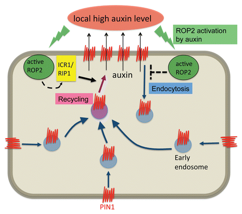 Figure 6 A working model for the polarization of PIN1 by ROP-mediated local suppression of endocytosis and polarized recycling. A working model describing PIN1 polarization achieved by ROP2-mediated regulation of both endocytosis and recycling. ROP2 activated by auxin is speculated to suppress endocytosis of PIN1 by unknown mechanisms. Active ROP2 presumably promotes recycling of PIN1 through the promotion of the ICR1/RIP1-mediated exocyst pathway. As a consequence, PIN1 accumulates at the side where ROP2 is activated, and transport auxin out of cell there. This will further increase auxin levels at the side, and thus a positive feedback loop is formed.