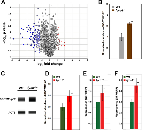 Figure 2. Functional assessment of fyco1 homozygous knockout (fyco1−/−) mice lenses revealed impaired autophagy. (A) Volcano plot illustrating the differential abundance or deficiency of proteins in fyco1−/− mice lenses at postnatal day 0 (P0). A comparative analysis identified 160 proteins (>2 standard deviation (SD)) including 19 proteins exhibiting abundance and 141 with diminished quantities in fyco1−/− mice lenses compared to wild type (WT) mice lenses. Proteins exhibiting abundance are shown in light red (SD > 2) and dark red (SD ≥ 6), and diminished counts are shown in light blue (SD > -2) and dark blue (SD ≥ -6) in fyco1−/− mice lenses. Note: the fold change is represented in log2 scale, depicted on the x-axis and the statistical significance is represented in −log10 scale, depicted on the y-axis. The use of −log10 values means that proteins having greater statistical significance are higher in the plot. (B) The proteome analysis detected a 1.61-fold higher concentration of SQSTM1/p62 in fyco1−/− mice lenses at P0 compared to age-matched WT mice lenses. Asterisks: p < 0.05. (C) Capillary electrophoresis-based Western blot analysis revealed an accumulation of SQSTM1/p62 in fyco1−/− mice lenses at P0. (D) Quantification of Western blot revealed 1.48-fold higher levels of SQSTM1/p62 in fyco1−/− mice lenses at P0 compared to age-matched WT mice lenses. The SQSTM1/p62 levels were normalized against ACTB/β-Actin. Asterisks: p < 0.05. (E,F) Multiphoton laser-scanning microscopy was performed on CAG-RFP-GFP-Map1lc3b WT and CAG-RFP-GFP-Map1lc3b-fyco1−/− mice lenses. The analysis revealed (E) 1.3- and (F) 1.6-fold higher GFP intensity in the whole lens and the anterior lens including lens epithelium, respectively. Asterisks: p < 0.05.