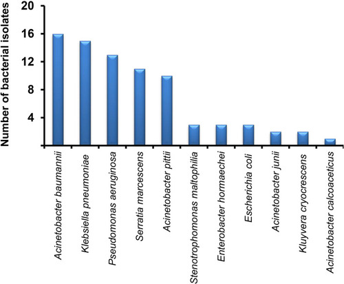 Figure 2 Diversity of Gram-negative imipenem-resistant bacteria identified by biochemical studies and 16S rRNA sequencing.