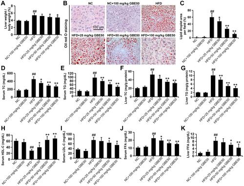 Figure 2 GBE50 ameliorated HFD-induced hepatic lipid metabolism disorder. (A) The results of the ratio of liver weight to body weight. (B and C) Representative Oil red O staining images (B) and the quantification of lipid droplet (C). (D–K) The levels of serum total cholesterol (TC) (D), serum triglyceride (TG) (E), liver TC (F), liver TG (G), serum high-density lipoprotein cholesterol (HDL-C) (H), serum low-density lipoprotein cholesterol (LDL-C) (I), serum free fatty acids (FFA) (J), and liver FFA (K). All data are presented as mean±SD, n=11 mice/group, *P<0.05, **P<0.01 vs HFD alone group; ##P<0.01 vs NC group.