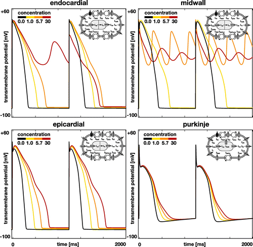 Figure 4. Effect of dofetilide on the single-cell action potential of different cell types. Black lines represent the baseline action potential of endocardial, midwall, epicardial, and Purkinje cells without drugs, yellow to red lines represent the modified action potential at drug concentrations of 1x, 5.7x, and 30x. By blocking the rapid delayed rectifier potassium current , dofetilide prolongs the plateau of the action potential and increases the overall action potential duration. This effect increases with increasing concentration, from yellow to red. Beyond a critical concentration, endocardial and midwall cells experience early afterdepolarizations and become self-oscillatory, orange and red lines. Epicardial and Purkinje cells display no signs of early afterdepolarizations within the simulated concentration range.