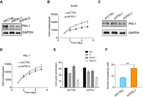 Figure 2 PIN-1 depletion inhibits the proliferation of GCB DLBCL cells. (A) PIN-1 was silenced in BJAB cells by two independent shRNAs, and the expression of PIN-1 in shCTRL- and shPIN-1/2-transfected BJAB cells was detected by WB. Shown are representative immunoblots from 3 assays. (B) Growth curves of shCTRL- and shPIN-1/2-transfected BJAB cells. At different time points, the cells were counted using a Coulter counter. (C) PIN-1 was silenced in HBL-1 cells with two independent shRNAs, and PIN-1 expression in shCTRL- and shPIN-1/2-transfected HBL-1 cells was detected by WB. Shown are representative immunoblots from 3 assays. (D) Growth curves of shCTRL- and shPIN-1/2-treated HBL-1 cells. At different time points, the cells were counted using a Coulter counter. (E) Effects of PIN-1 depletion on the cell cycle of BJAB cells. shCTRL- and shPIN-1-transfected BJAB cells were cultured for 24 hours and then subjected to FACS analysis. (F) PIN-1 depletion increased apoptosis in primary GCB DLBCL cells. Cells were stained with annexin V-FITC and PI and analyzed by flow cytometry. The percentages of cells that stained positive for annexin V are plotted. For all panels, the data are presented as the means ± SEMs from 3 assays. Statistical significance among groups was determined by one-way ANOVA; **P < 0.01.