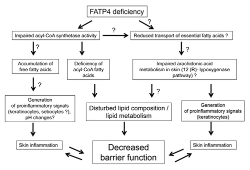 Figure 1 Possible mechanisms for involvement of FATP4 deficiency in skin barrier function and inflammation. Possible, but not yet proven pathways are indicated (?). See text for details.