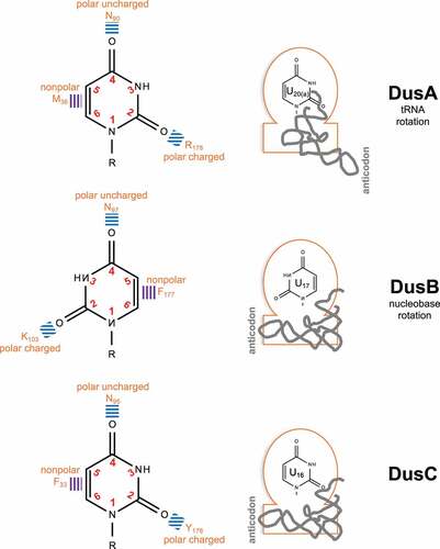 Figure 5. Molecular strategies of bacterial Dus enzymes for substrate specificities.