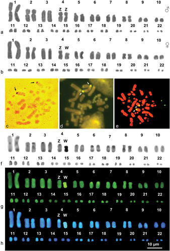 Figure 2. Karyograms (a, b, f, g and h) and metaphase plates (c-e) of M. monspessulanus stained with Giemsa (a, and b), Ag-NOR (c) (male), CMA3 /MG (d) (male), NOR-FISH (E) (female) and sequential C-banding + Giemsa (f) + CMA3 (g) + DAPI (h). Arrows indicate NOR-bearing chromosomes.
