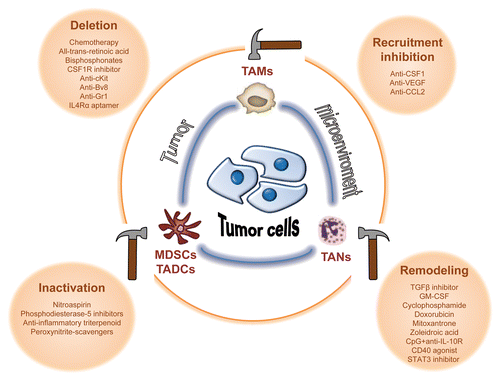 Figure 2. Strategies to modulate tumor-associated myeloid cells. The immunosuppressive activity of tumor-associated myeloid cells can be abrogated by immunotherapeutic agents aiming to: 1) deplete these cells; 2) reduce their recruitment to the tumor microenvironment; 3) inactivate their tumor-promoting functions; or 4) remodel tumor-infiltrating myeloid cells to convert suppressive myeloid subtypes to those with antitumor properties. Bv8, prokineticin 2; CCL22, C-C motif chemokine 22; c-Kit, cellular Kit proto-oncogene; CpG, CpG oligodeoxynucleotides; CSF1, colony stimulating factor 1; CSF1R, CSF1 receptor; GR-1, granulocyte-differentiation antigen-1; IL-4Rα, interleukin 4 α-chain receptor; STAT3, signal transducer and activator of transcription 3; TGFβ, transforming growth factor-β; VEGF, vascular endothelial growth factor.