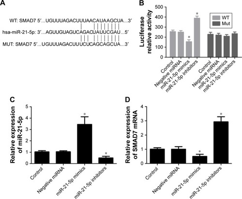 Figure 4 SMAD7 as one of target genes of miR-21-5p.