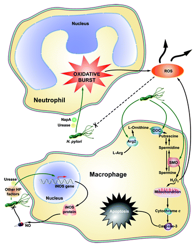 Figure 2. Schematic summary of macrophage and neutrophil contributions to ROS production during H. pylori infection. H. pylori NapA and Urease cause neutrophils to undergo an oxidative burst, leaking substantial amounts of ROS into the infection microenvironment. Moreover, NapA leads to increased survival in neutrophils, compounding their effects on oxidative stress. Macrophage iNOS is induced by urease during infection, leading to the production of NO, a reactive nitrogen species. Also, as yet undetermined H. pylori factors cause Arg2 activation in macrophages, resulting in apoptosis. ODC is also induced in macrophages during infection. This leads to downstream H2O2 production by SMO, and apoptosis.