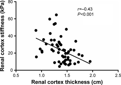 Figure 2 The inverse correlation between renal cortex stiffness and thickness.