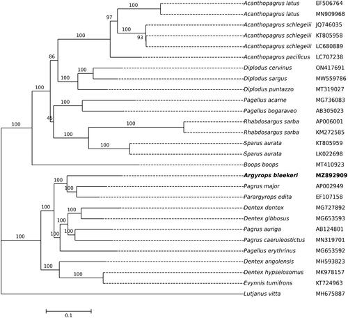 Figure 3. ML tree of the Sparidae based on PGCs sequences by IQ-TREE, with Lutjanus vitta as outgroup. The number above the nodes indicates the bootstrap support value. GenBank accession numbers of each species were listed in the tree.