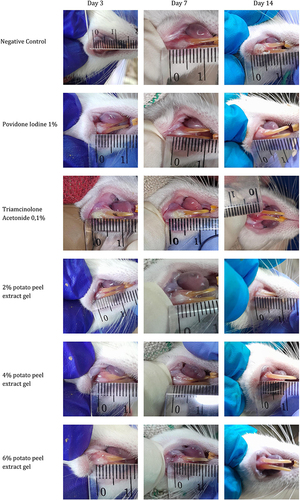 Figure 2 Comparison of gingival wound healing between Wistar rats treated with potato peel extract and the control groups.